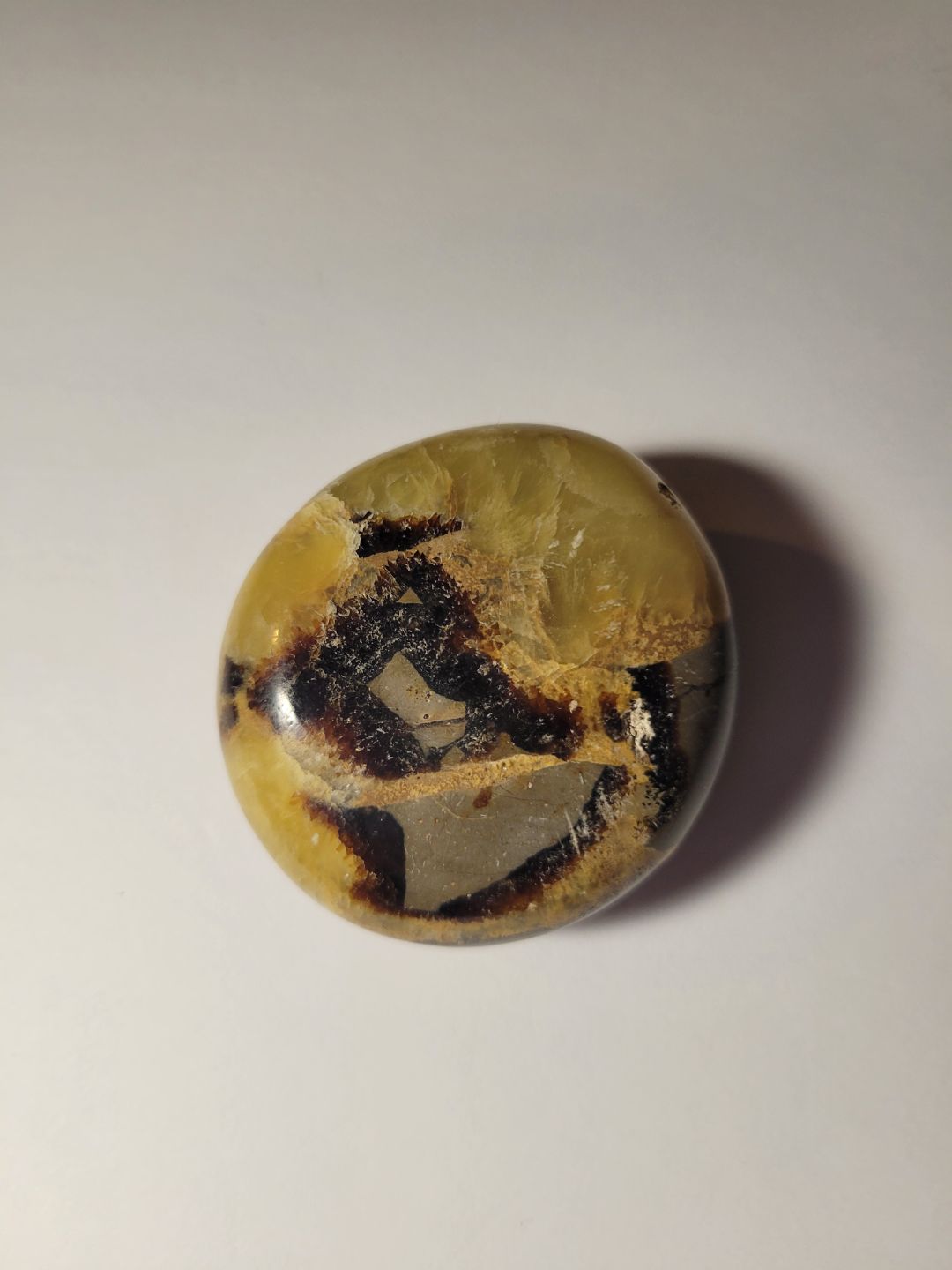 Septarian Palm Stone