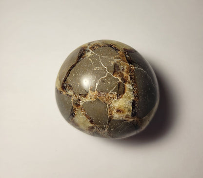 Septarian Palm Stone